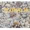 Floralia